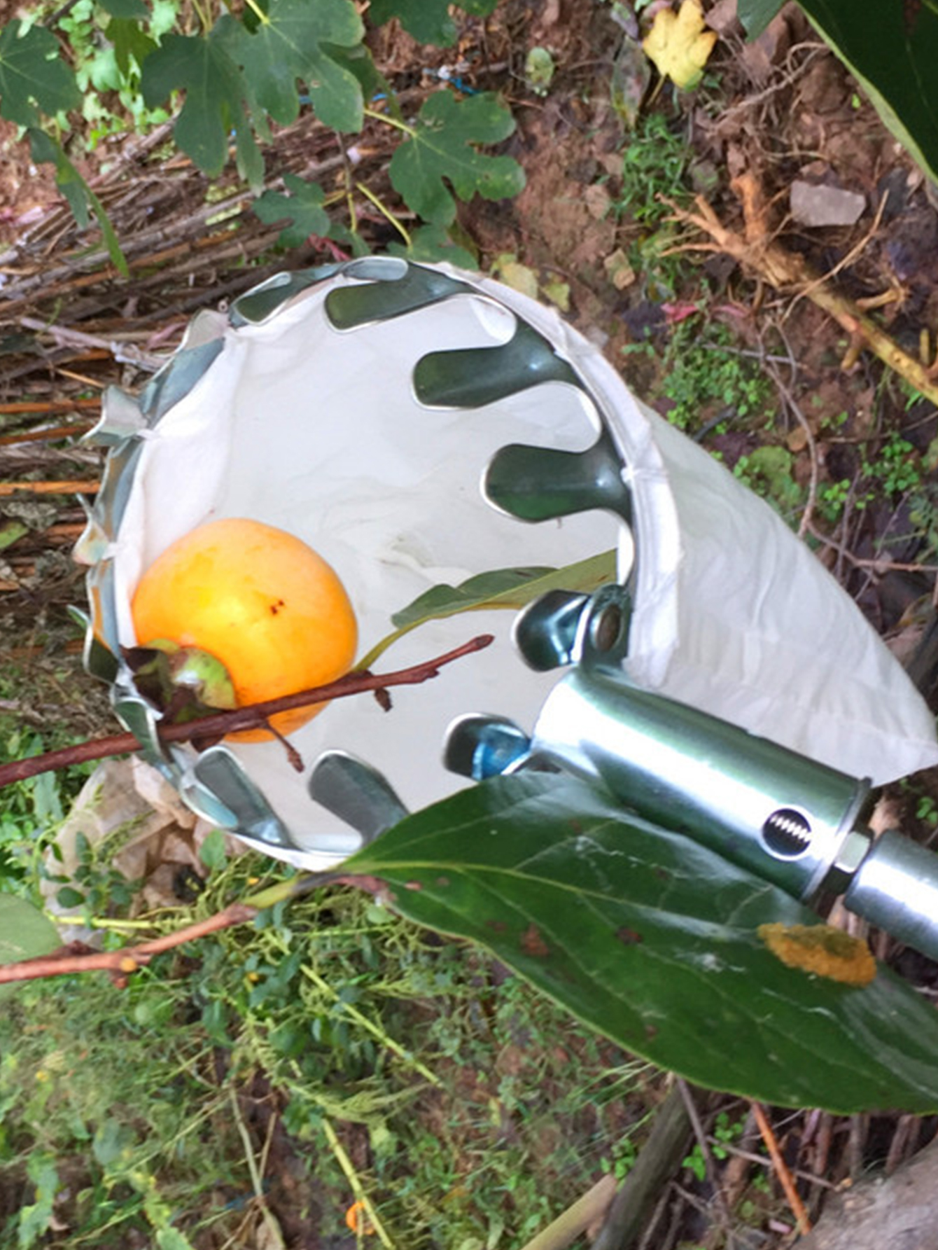 Fruit Picking Machine Fruit Co - Gardening Tools Equipment ulasan dan harga