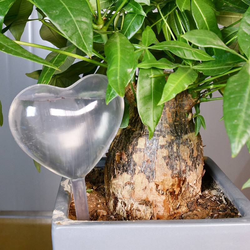 House/Garden Water Houseplant  - Gardening Tools Equipment ulasan dan harga
